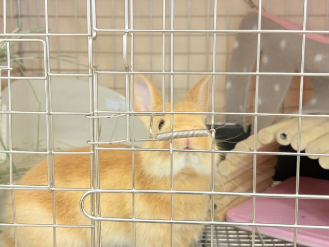 ネザーランドドワーフ