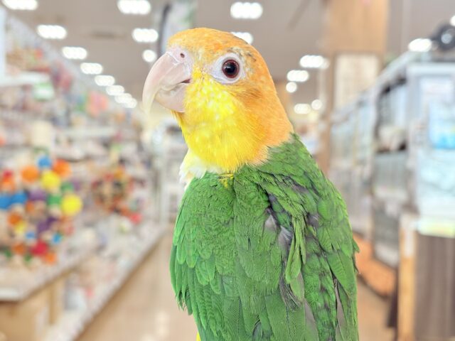 シロハラインコ