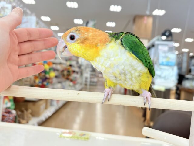 シロハラインコ