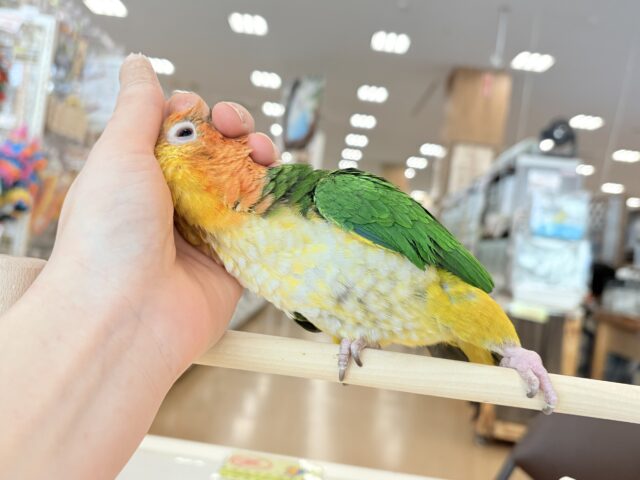 【最新画像更新🪄ひとり餌になりました☆】アピール女王🐥🍊🧡シロハラインコ(女の子) シロハラインコ