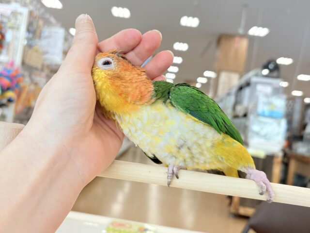 シロハラインコ