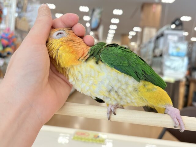 【最新画像更新🪄ひとり餌になりました☆】アピール女王🐥🍊🧡シロハラインコ(女の子) シロハラインコ