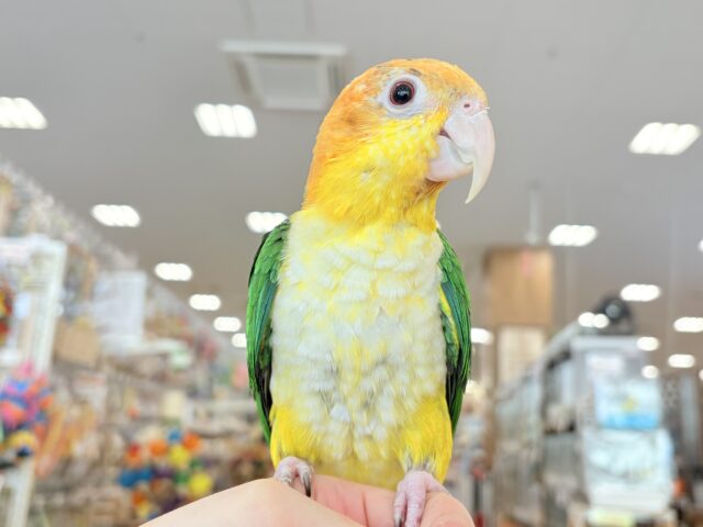 シロハラインコ