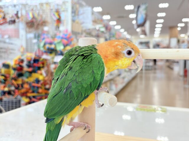 シロハラインコ