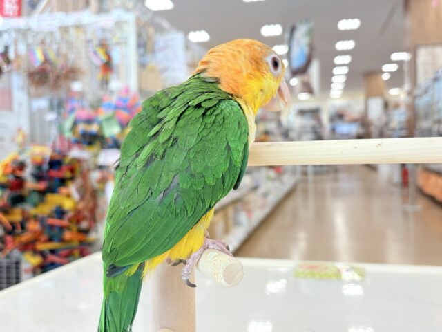 シロハラインコ