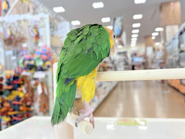 【最新画像更新🪄ひとり餌になりました☆】アピール女王🐥🍊🧡シロハラインコ(女の子) シロハラインコ