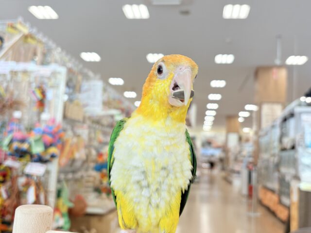 シロハラインコ