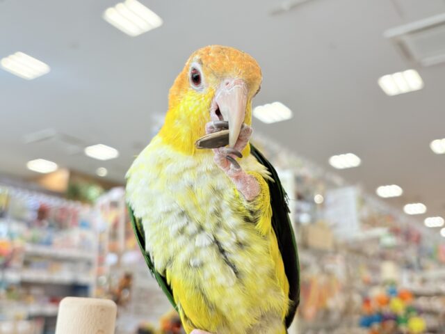 シロハラインコ