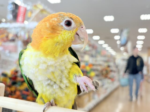 シロハラインコ