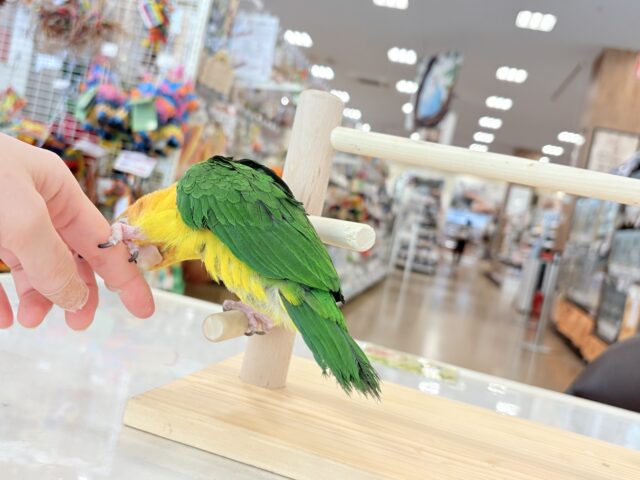 【最新画像更新🪄ひとり餌になりました☆】アピール女王🐥🍊🧡シロハラインコ(女の子) シロハラインコ