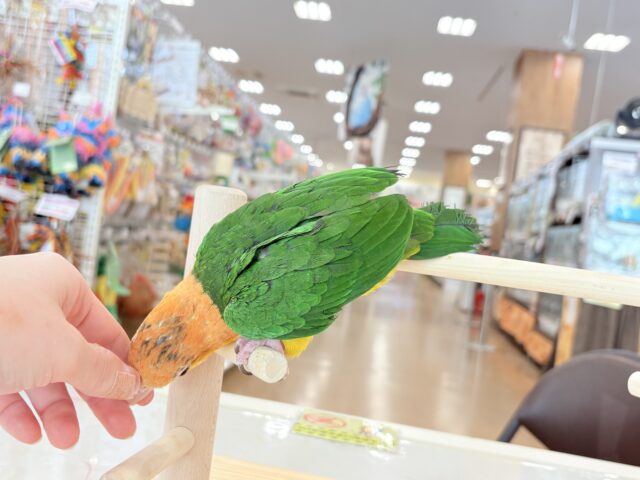 シロハラインコ
