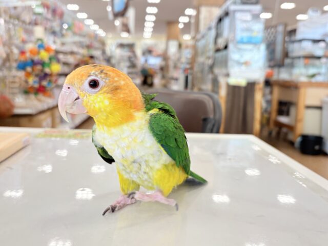 シロハラインコ