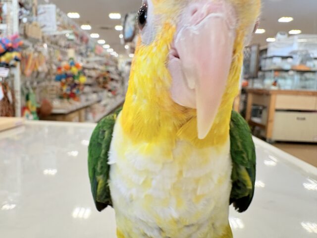 【最新画像更新🪄ひとり餌になりました☆】アピール女王🐥🍊🧡シロハラインコ(女の子) シロハラインコ