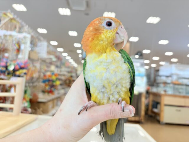 【最新画像更新🪄ひとり餌になりました☆】アピール女王🐥🍊🧡シロハラインコ(女の子) シロハラインコ