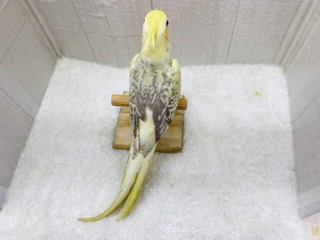 オカメインコ