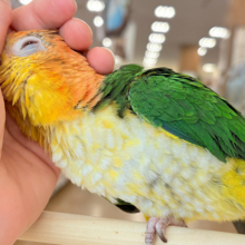 【最新画像更新🪄ひとり餌‪になりました☆】アピール女王🐥🍊🧡シロハラインコ(女の子)