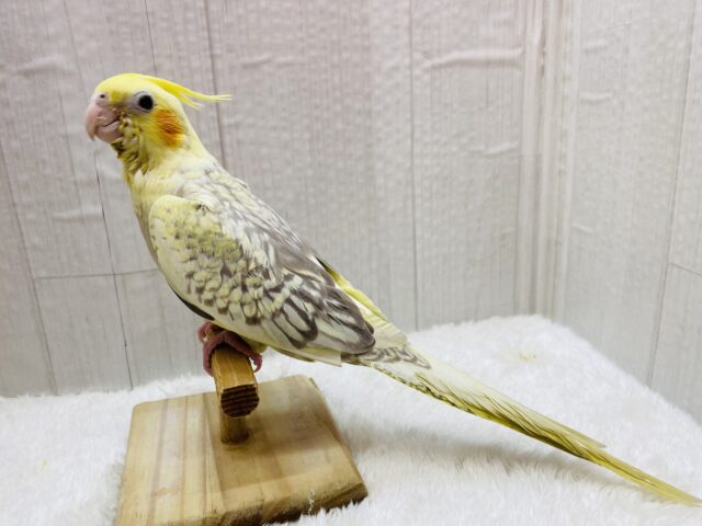 オカメインコ