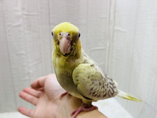 オカメインコ