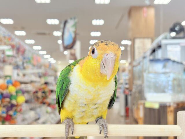 シロハラインコ