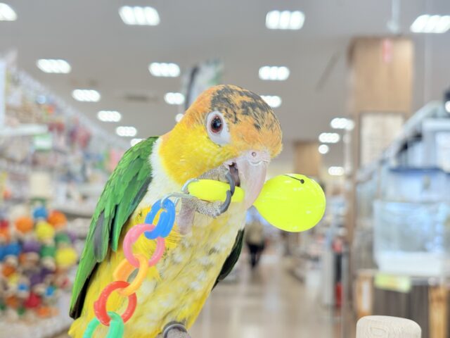 シロハラインコ