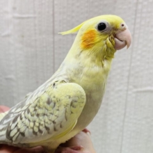 最新画像有ります❗️クリクリお目々が可愛い💛オカメインコヒナさんシナモンパールパイド