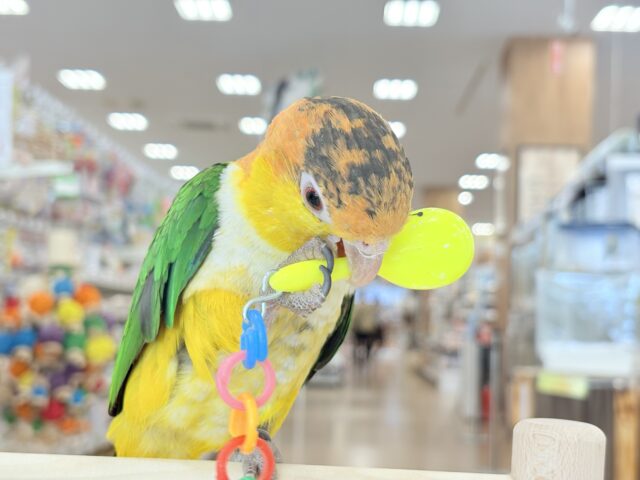 シロハラインコ