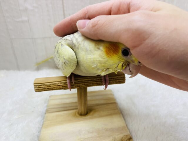 オカメインコ