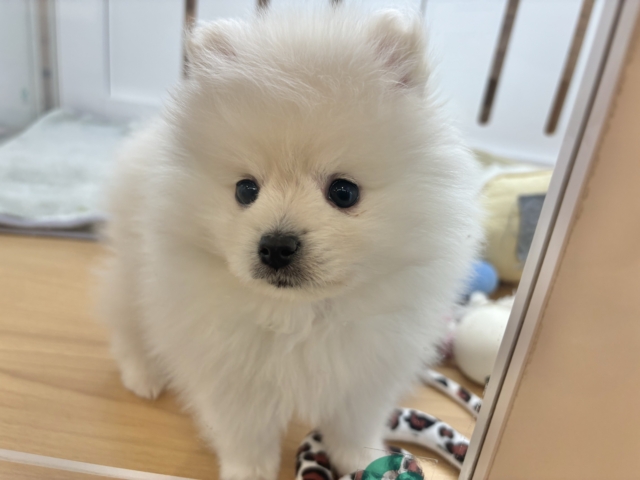 ポメラニアン