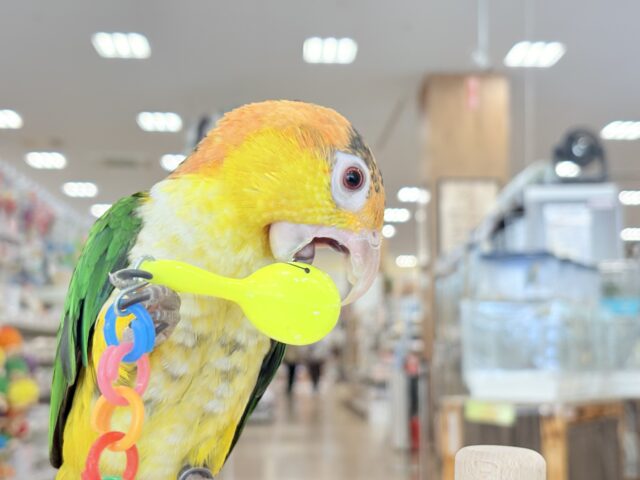 シロハラインコ
