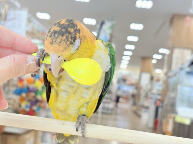シロハラインコ