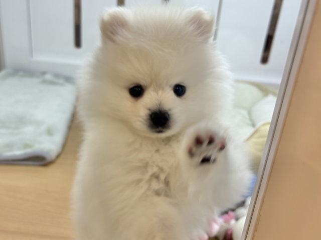 ポメラニアン