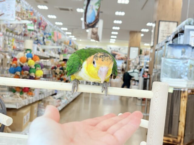 シロハラインコ