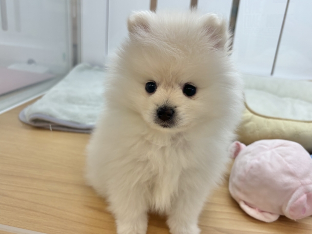 ポメラニアン