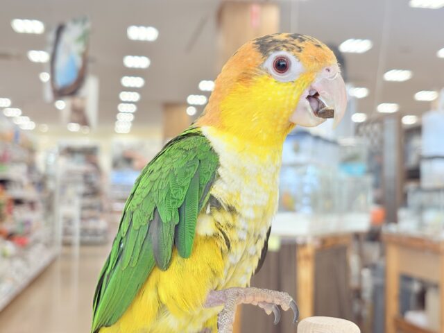 シロハラインコ