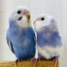 最新画像✨青空ヒナさんず💙ただいま成長中‼️セキセイインコ（オパーリン・パイド）