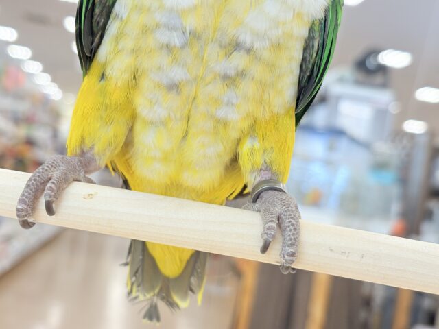 シロハラインコ