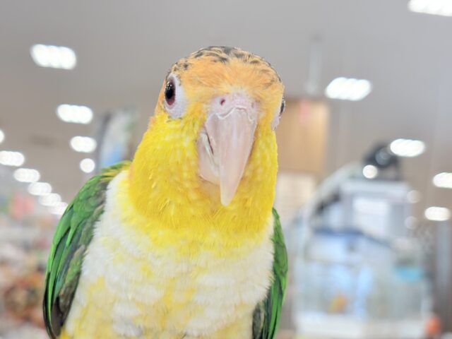 シロハラインコ