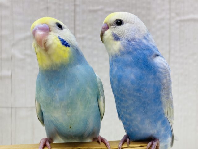 セキセイインコ