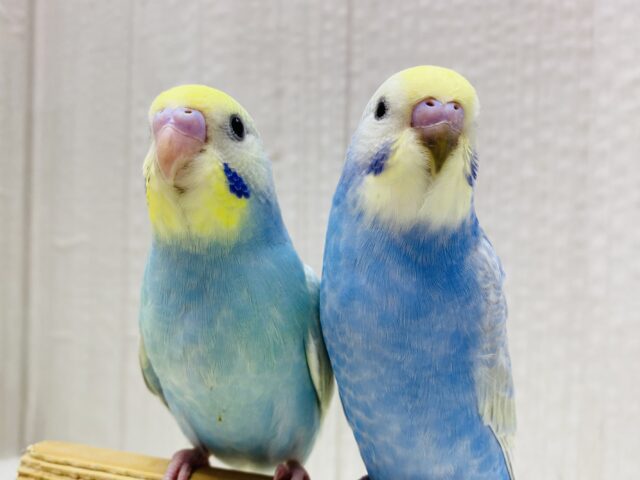 最新画像有ります☀️虹色パワー全開🌼💕ふわふわ漂うセキセイインコ（パステルレインボー）