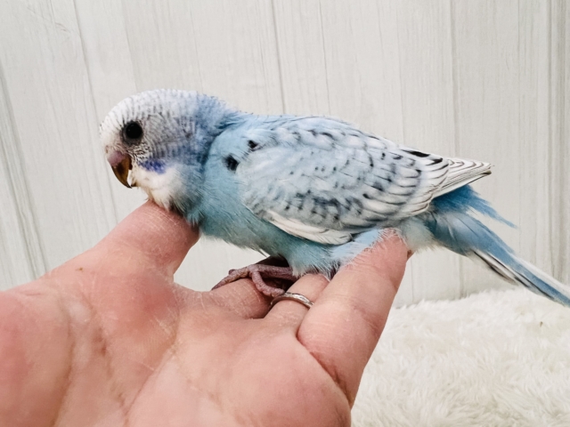 水玉ﾁｬｯﾌﾟﾝ☔️🫧セキセイインコ（ブルースパングル）