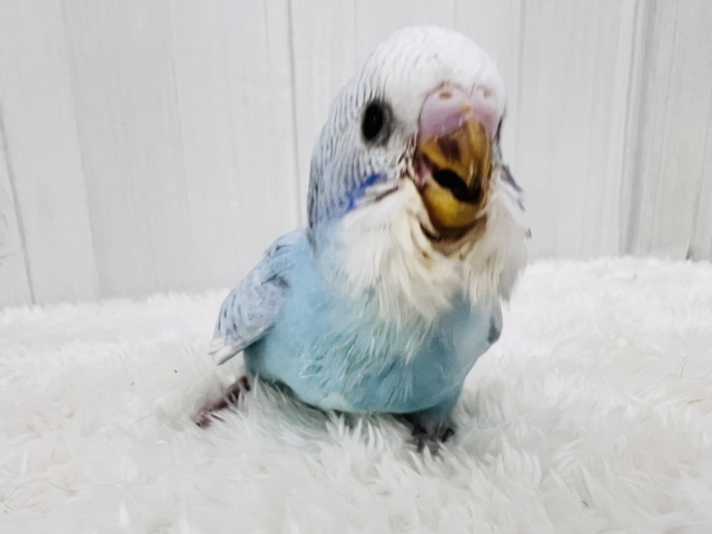 インコルームウエア上下☘️インコグッズ☘️ブルー・水玉インコ