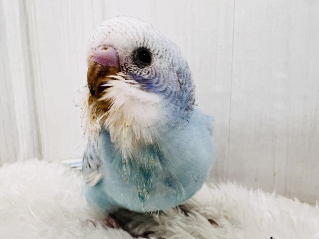 水玉ﾁｬｯﾌﾟﾝ☔️🫧セキセイインコ（ブルースパングル）