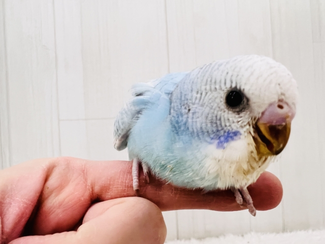 水玉ﾁｬｯﾌﾟﾝ☔️🫧セキセイインコ（ブルースパングル）