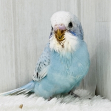 水玉ﾁｬｯﾌﾟﾝ☔️🫧セキセイインコ（ブルースパングル）