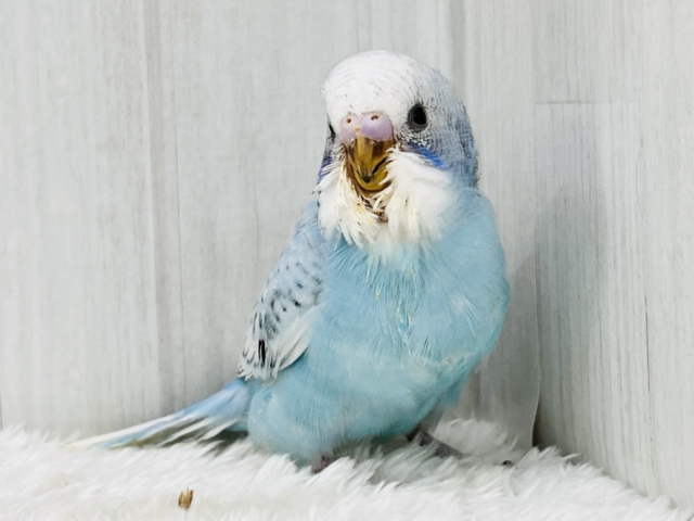 せきせいいんこ 水玉ﾁｬｯﾌﾟﾝ☔️🫧セキセイインコ（ブルースパングル）