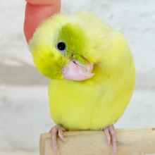 【最新画像・動画更新🪄ひとり餌‪になりました☆】不思議カラー🐣🫛🪅わくわく上昇中~♩♩マメルリハ(パイド系) ヒナ