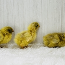 ウズラに続き更に極小ピッ!ヒメウズラの雛が入舎しましたー！！🐣