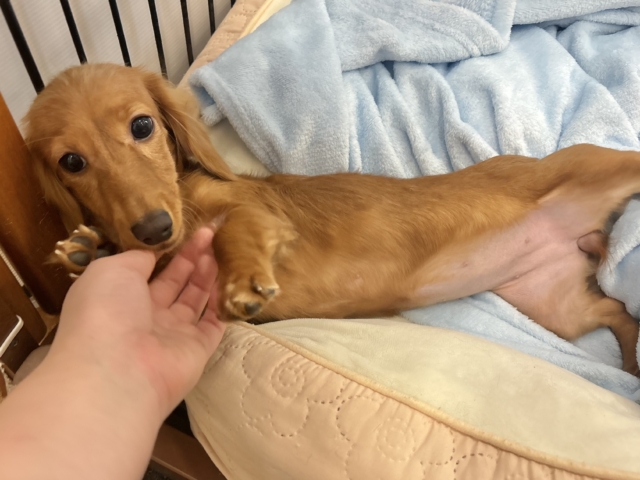 ミニチュアダックス