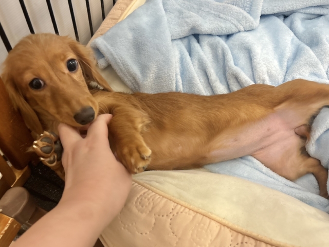 ミニチュアダックス