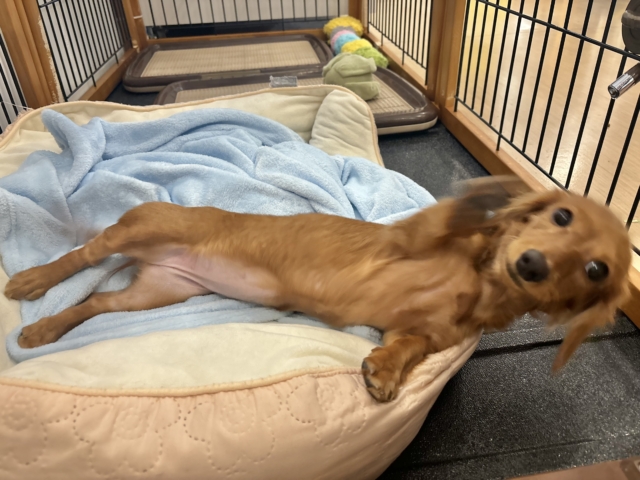 ミニチュアダックス